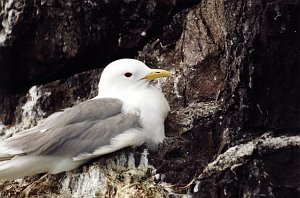 Kittiwake, Black-legged, Homer, AK, 1999-06, B07P57I01